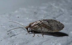 Wesmaelius subnebulosus