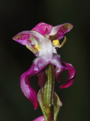 Disperis paludosa