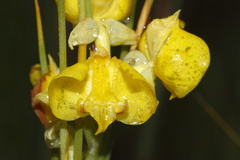 Pterygodium acutifolium