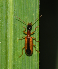 Leptotrachelus dorsalis