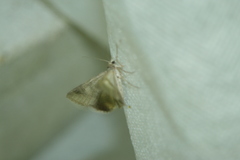 Drasteria caucasica