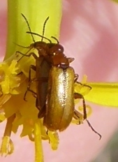 Nemognatha scutellaris