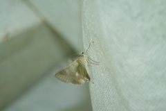 Drasteria caucasica