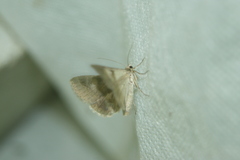 Drasteria caucasica