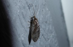 Wesmaelius subnebulosus