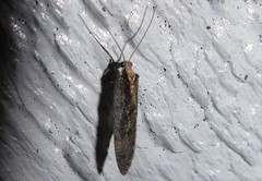 Wesmaelius subnebulosus