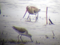 Limosa lapponica lapponica