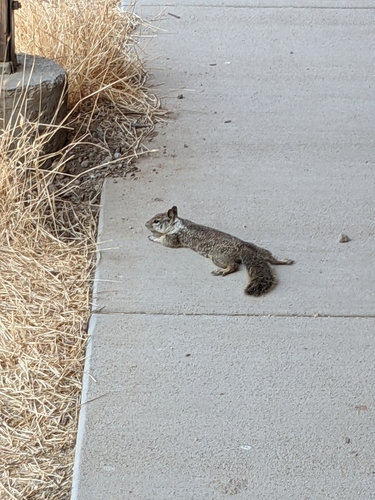 iNaturalist observation photo of California Ground Squirrel