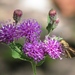 Western Ironweed - Photo (c) Matthew High, some rights reserved (CC BY-NC)