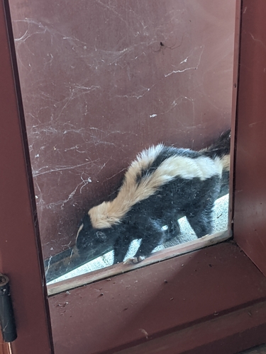 iNaturalist observation photo of Striped Skunk