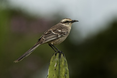Mimus saturninus