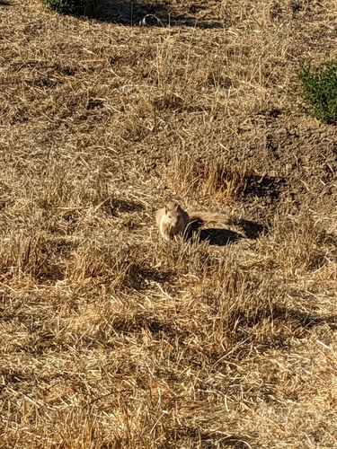 iNaturalist observation photo of California Ground Squirrel