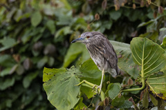 Nycticorax nycticorax