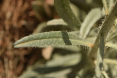 Echium albicans