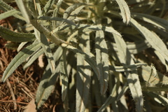 Echium albicans
