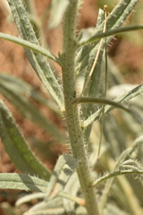 Echium albicans