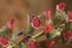 Echium albicans