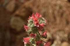 Echium albicans