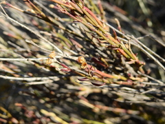 Menodora decemfida