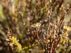 Menodora decemfida