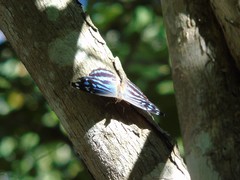 Myscelia ethusa ethusa