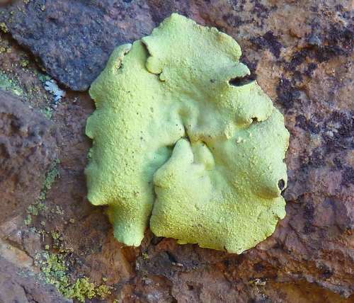 African Gold Lichen
