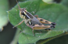 Melanoplus lakinus
