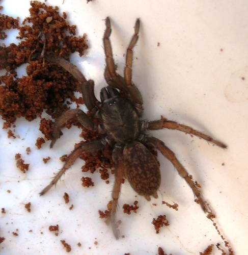 Bemmeridae