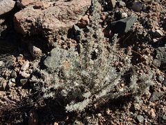 Artemisia mendozana