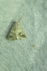 Drasteria caucasica