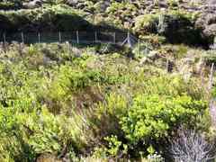 Leucadendron macowanii