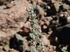 Artemisia mendozana