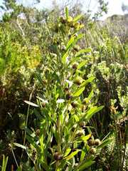 Leucadendron macowanii
