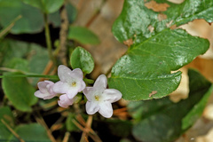 Epigaea repens