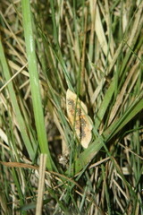 Cyclophora albiocellaria