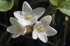 Epigaea repens