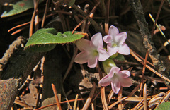 Epigaea repens