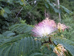 Albizia julibrissin