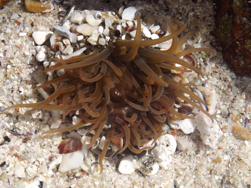 Anthopleura michaelseni