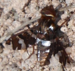 Exoprosopa caliptera