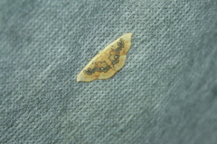 Cyclophora albiocellaria