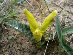 Lachenalia reflexa