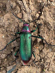Strongylium auratum