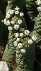 Euphorbia esculenta