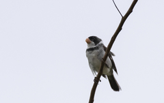 Sporophila albogularis