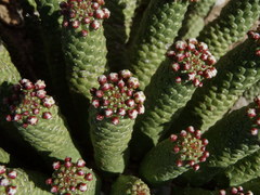 Euphorbia esculenta