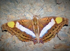 Doxocopa laure laure