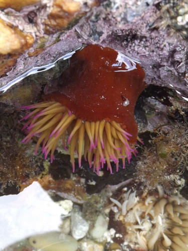 Pseudactinia flagellifera