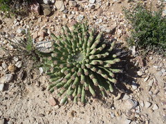 Euphorbia esculenta