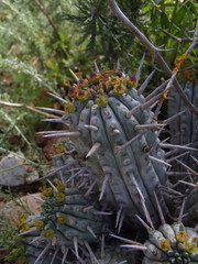 Euphorbia ferox